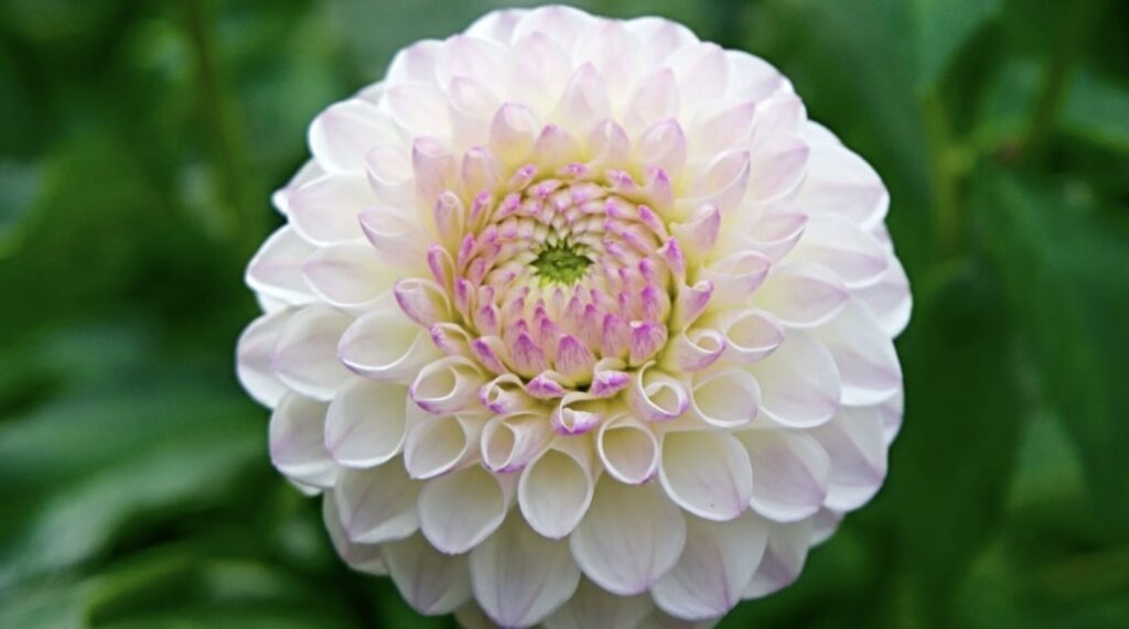 Tips in Caring for Dahlias