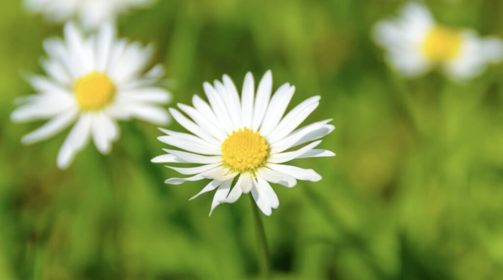 Tips in Caring for Daisy Flowers