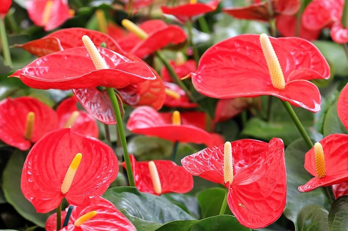 Anthurium