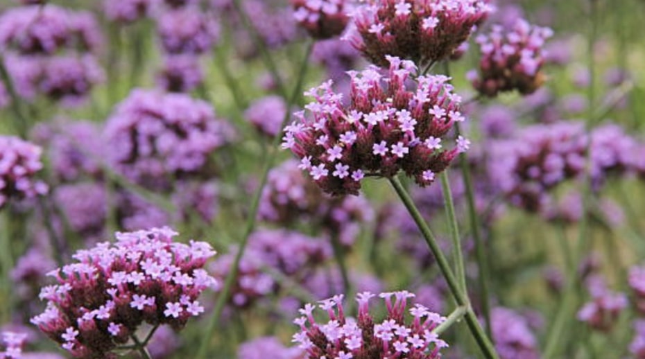 Verbena