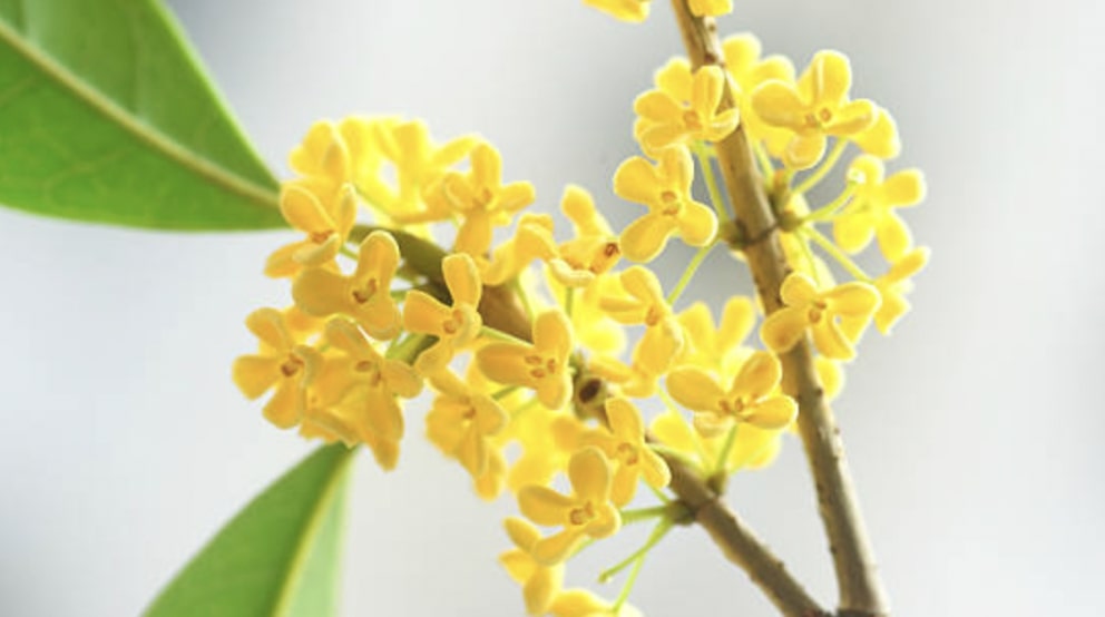 What does the osmanthus flower symbolize