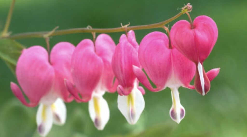 What is the cultural significance of the bleeding heart