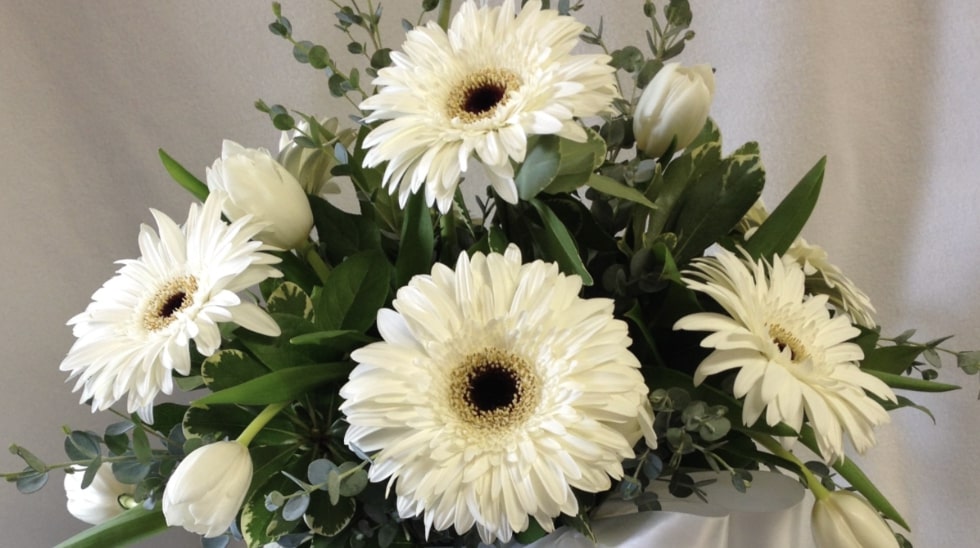 White Gerbera Daisy