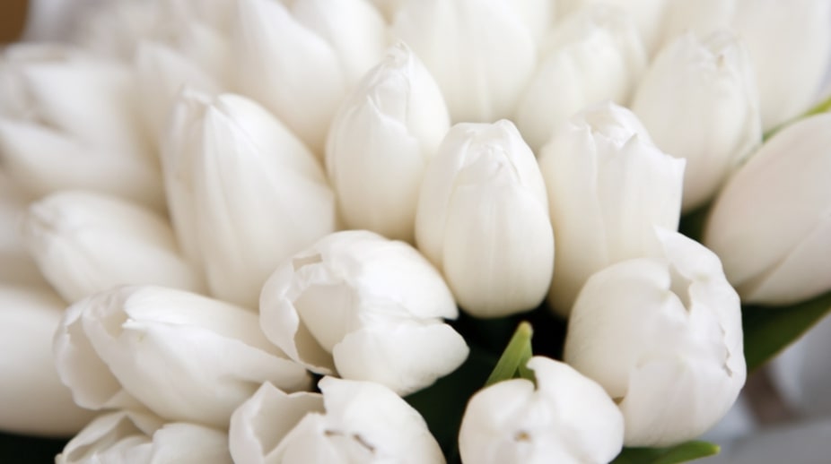 White Tulips