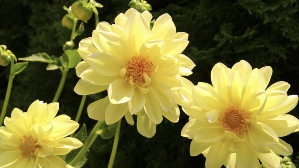 Yellow Dahlia