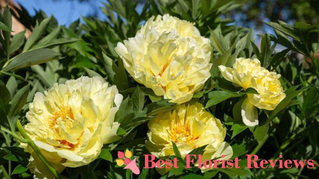 Yellow Peonies