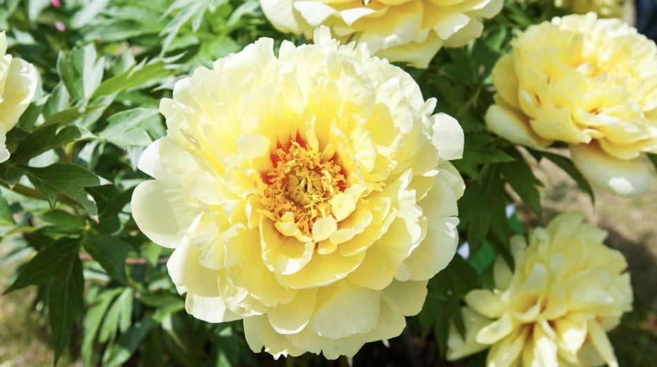 Yellow Peonies