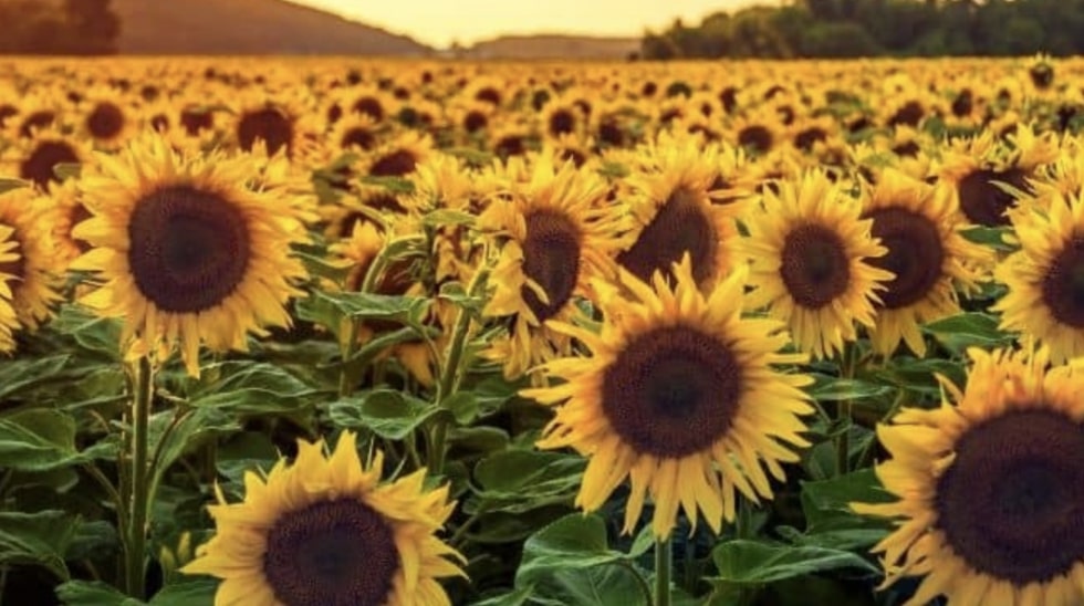 Yellow Sunflowers