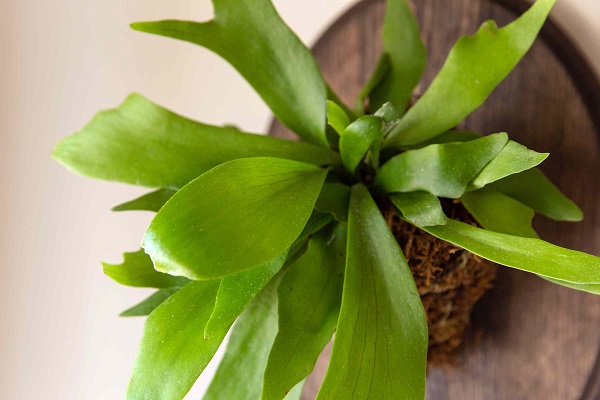 Staghorn Fern