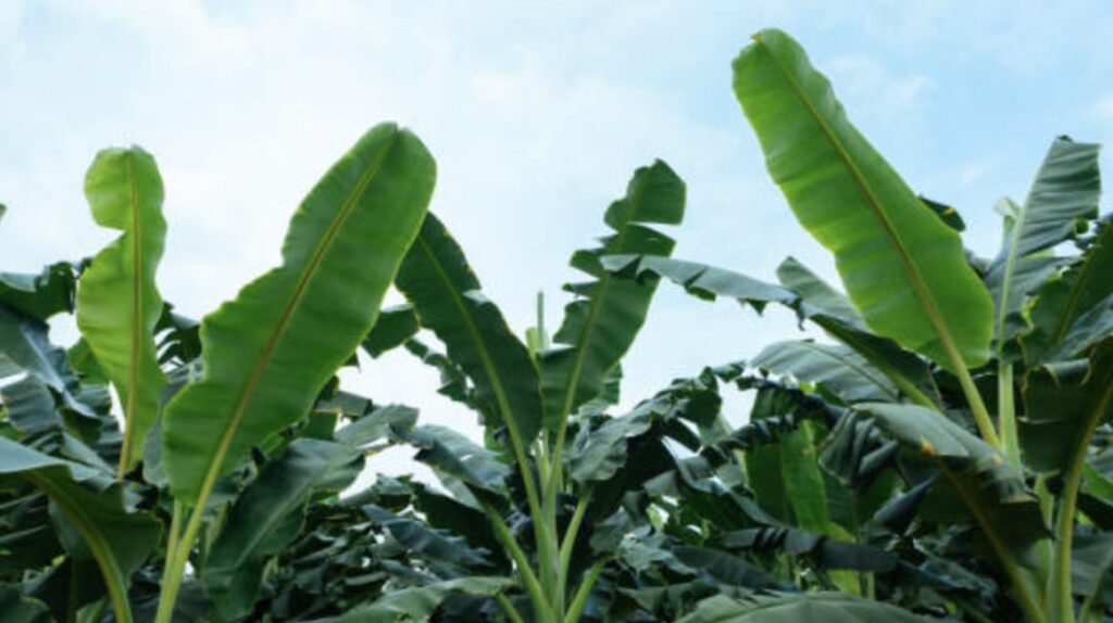 Banana Plant Requirements