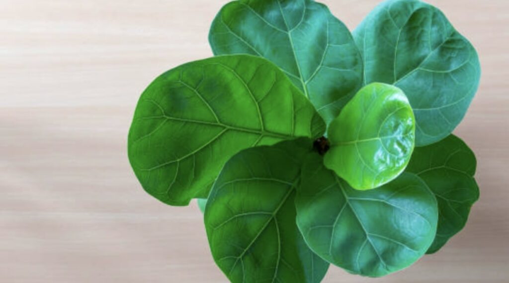 Factors That Affect the Watering of Fiddle Leaf Figs