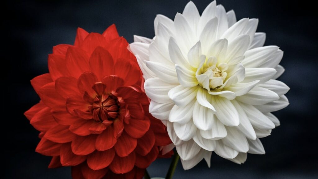 About the Dahlia Flower