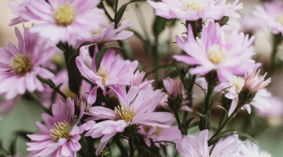 Aster Etymology