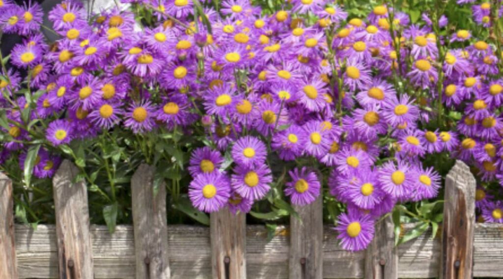 Aster Flower Meaning by Color