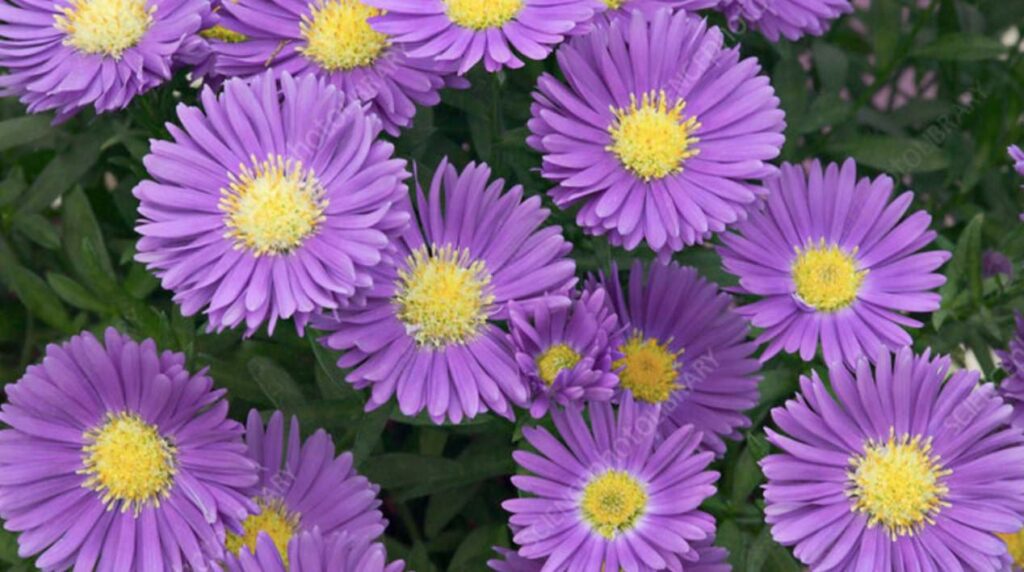 FAQS about Aster Flowers