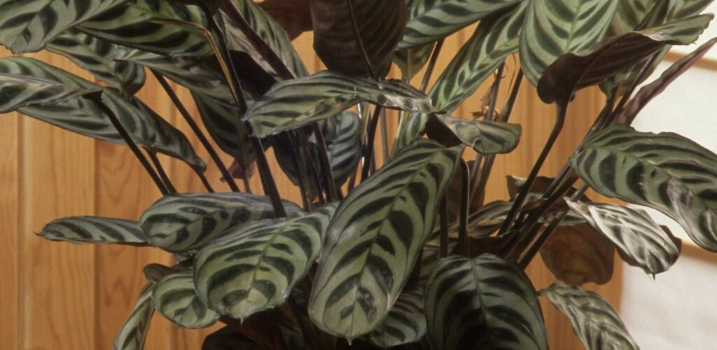 FAQS about Calathea Plant Soil