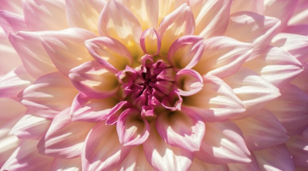 FAQs about the Dahlia Flower