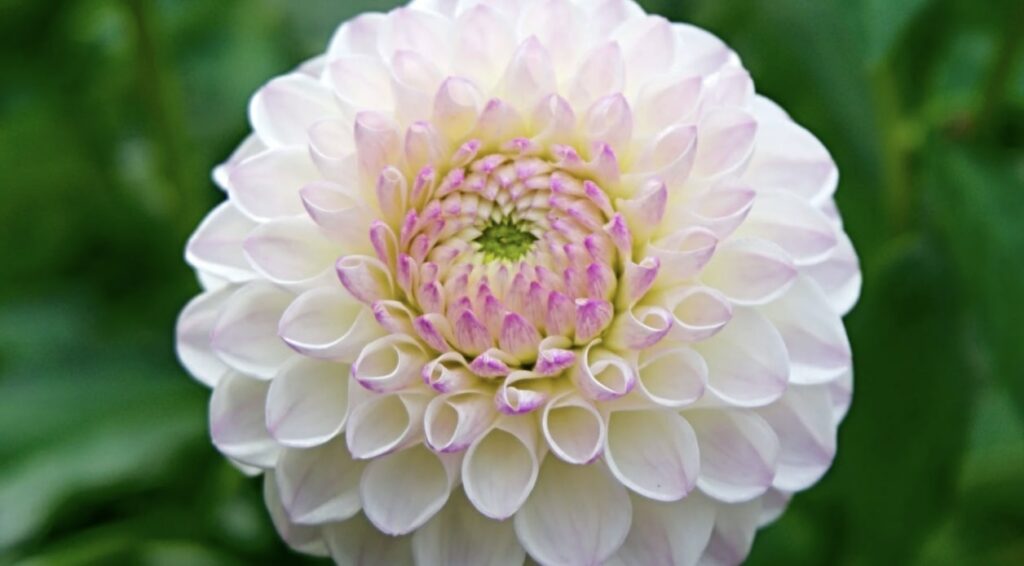 Physical Description of the Dahlia