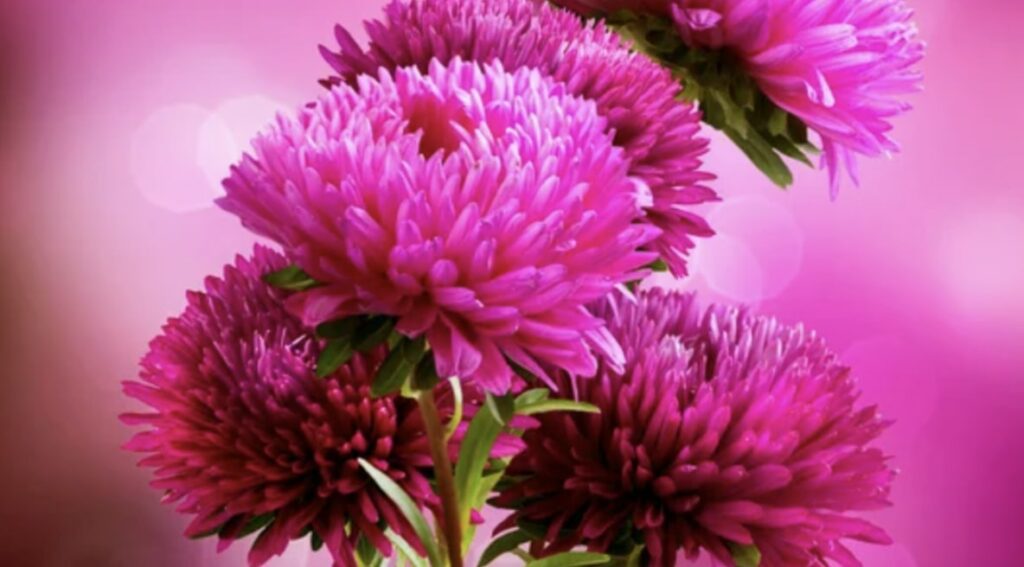 The Meaning and Symbolism of Aster Flowers