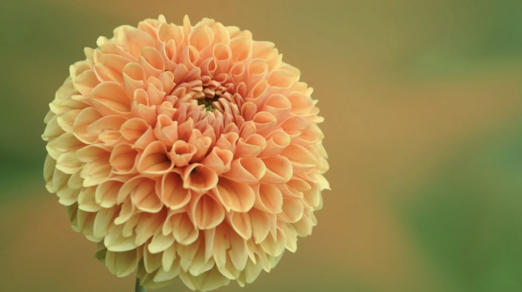 What are the blooming times of certain dahlias