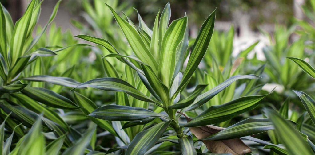 African Dragon Tree (Dracaena arborea)