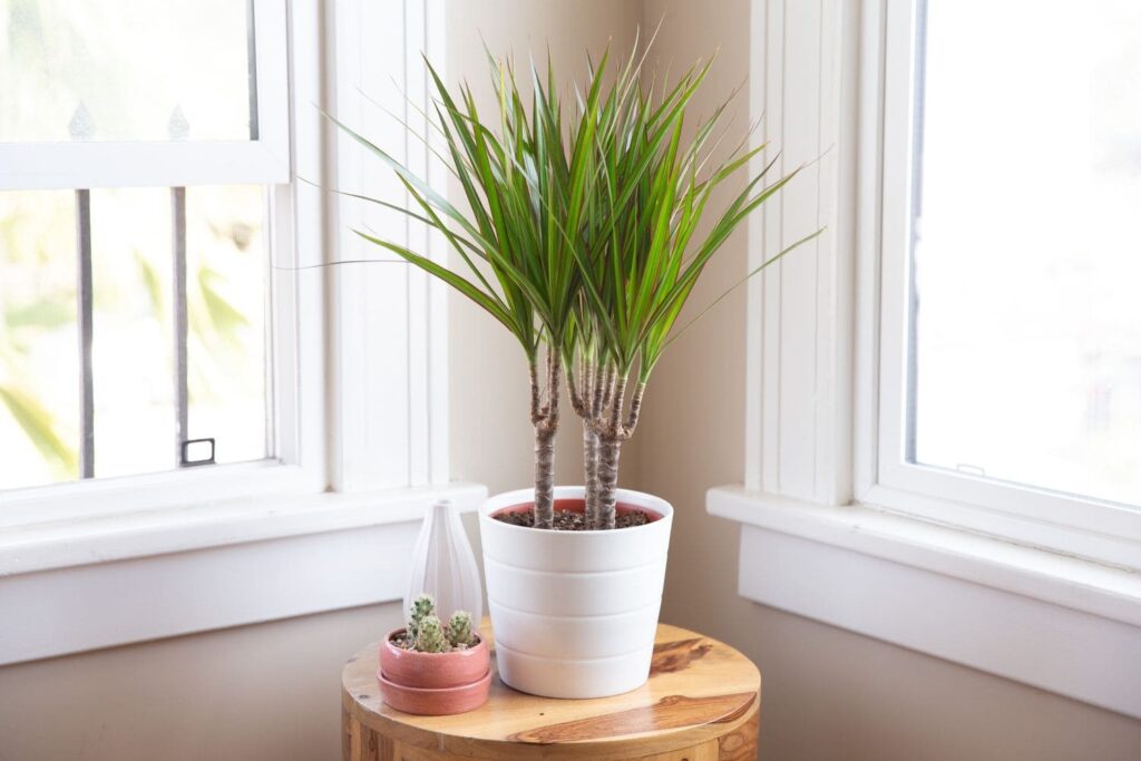 Are Dracaena hard to maintain