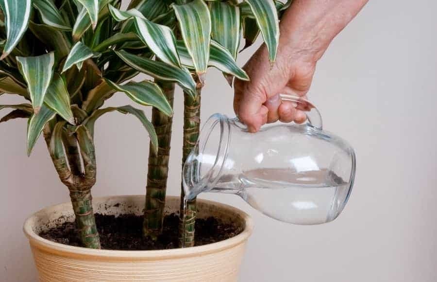 Are Dracaena sensitive to tap water