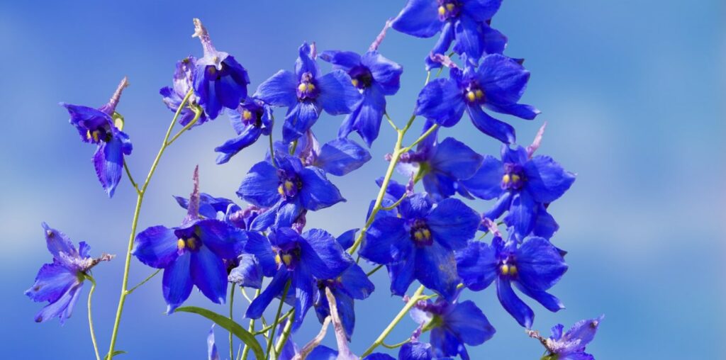 Basic Information about Larkspurs