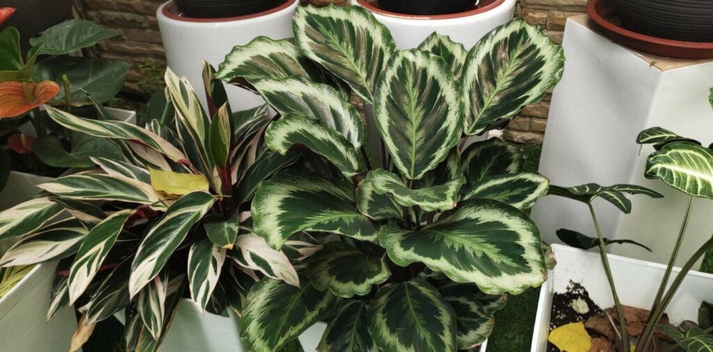 Calatheas