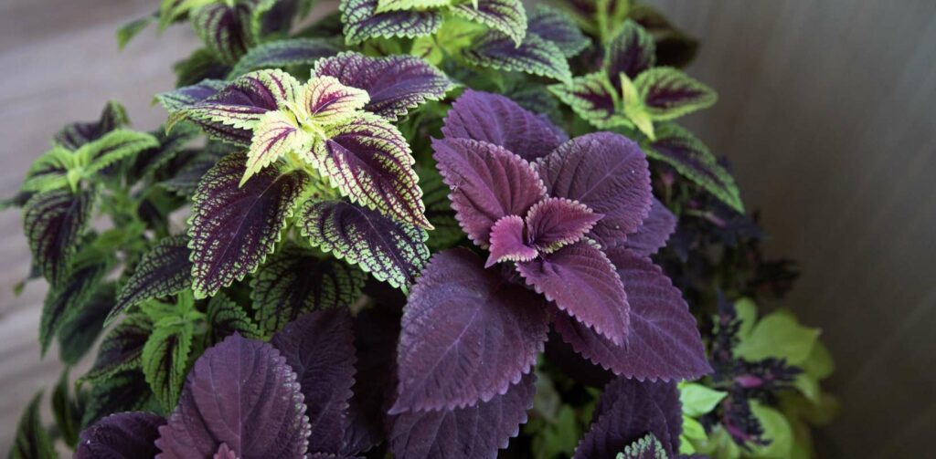 Coleus (Coleus scutellarioides)