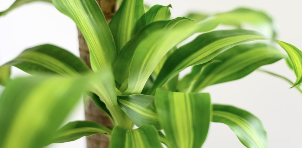 Corn Plant (Dracaena fragrans)