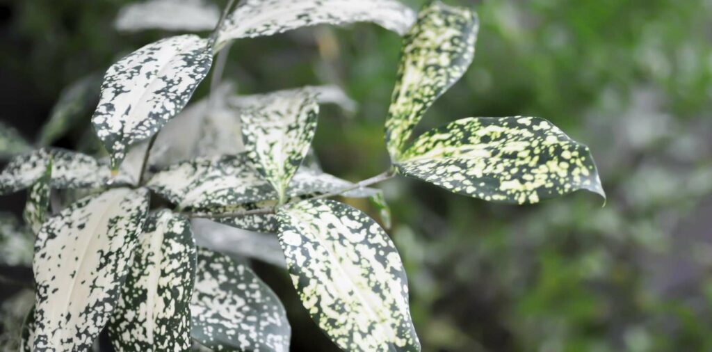 Gold Dust Dracaena (Dracaena surculosa)