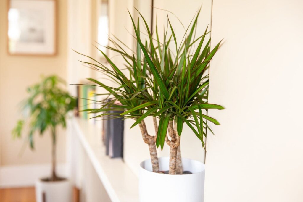 Is a Dracaena plant good for indoor settings