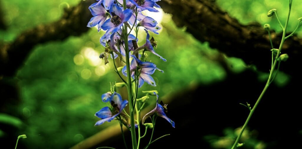 Larkspur Flower Meaning by Color