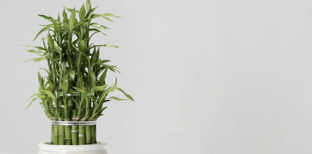 Lucky Bamboo (Dracaena sanderiana)