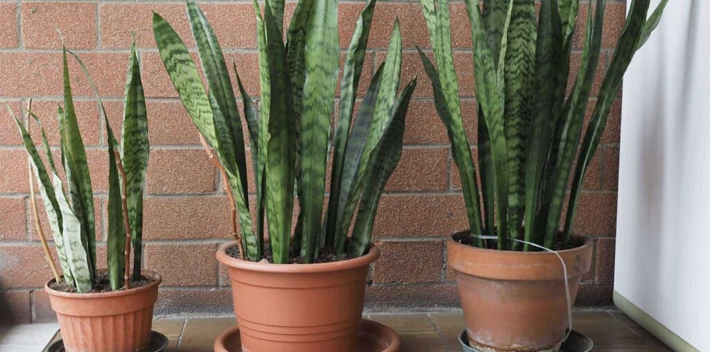 Mother-in-Law’s Tongue (Dracaena trifasciata)