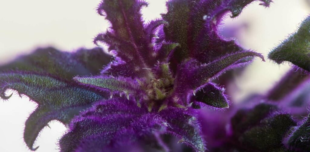 Purple Passion Plant (Gynura aurantiaca)