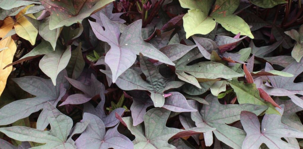 Purple Sweet Potato Vine (Ipomoea batatas)