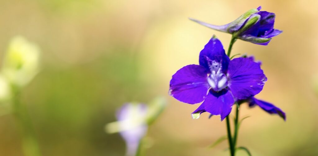 The Larkspur Flower and Its Uses