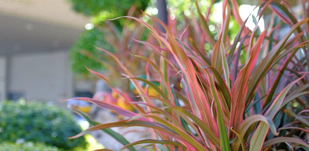 Ti Plant (Cordyline fruticosa)