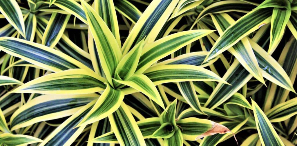 “Variegata” Song of India (Dracaena reflexa)