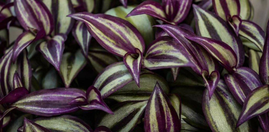 Wandering Jew (Tradescantia zebrina)