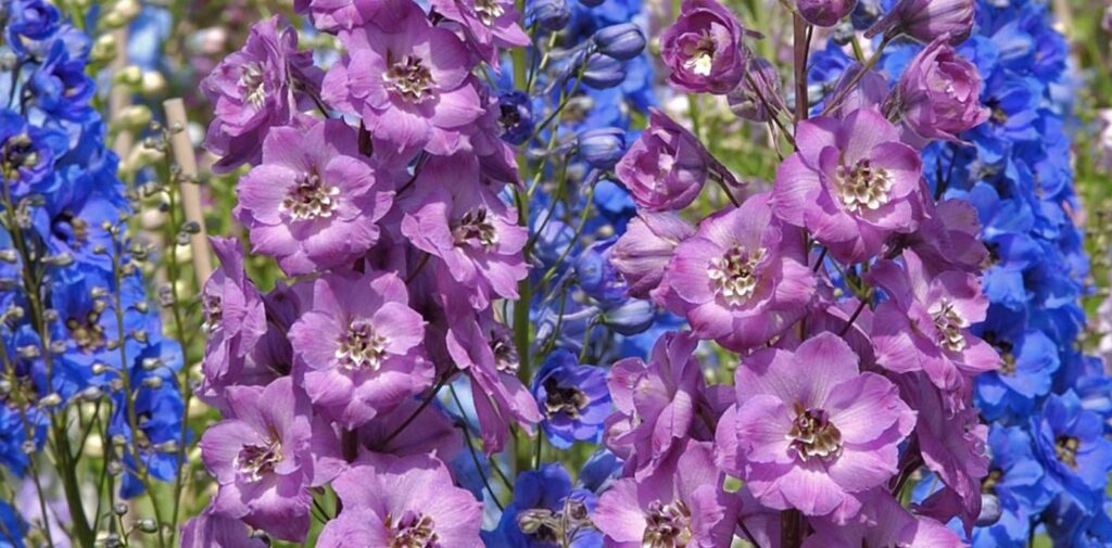 What does a larkspur flower tattoo mean