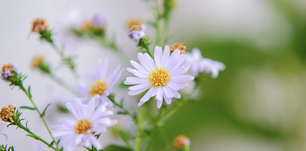 Asters in Culture and History