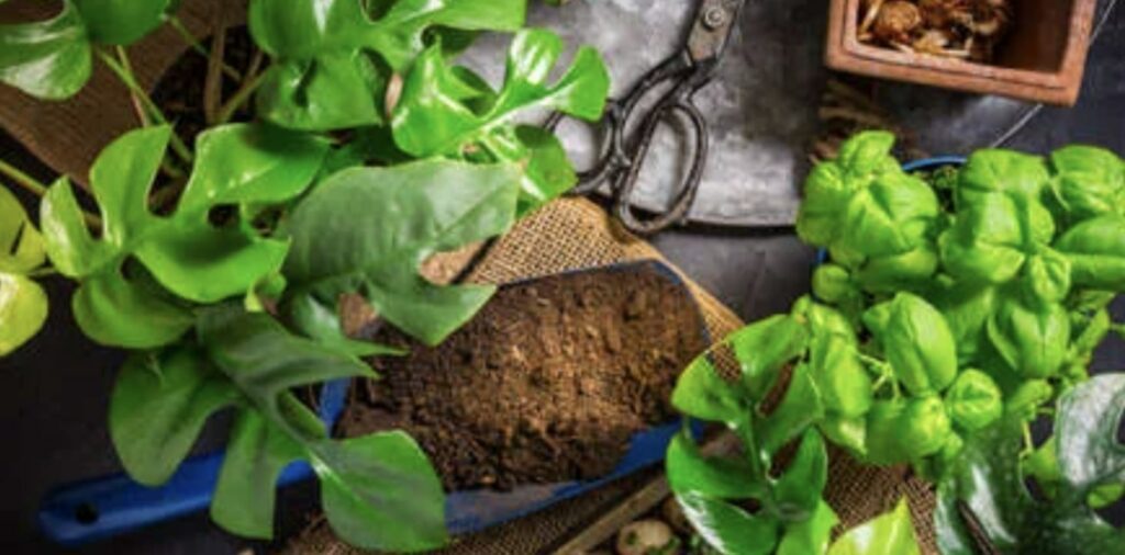 Best Soil Mix Recipes for Monstera