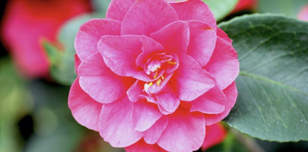 Camellias