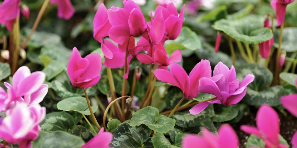 Cyclamens