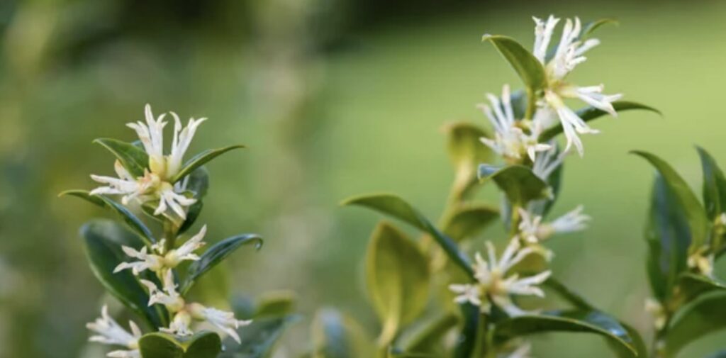 Fragrant Sarcococca