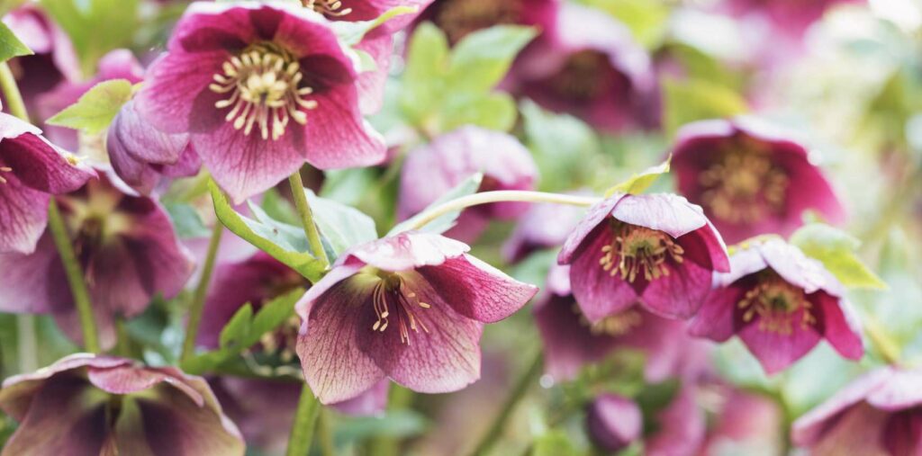 Hellebores