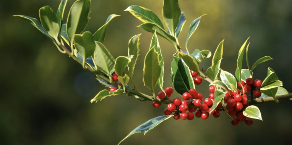 How is the holly flower regarded by different cultures and religions